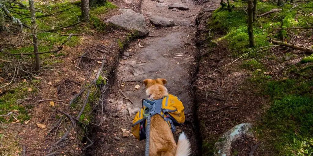 Taking the pooch out on the trails is awesome - Best Dog Backpacks For Hiking