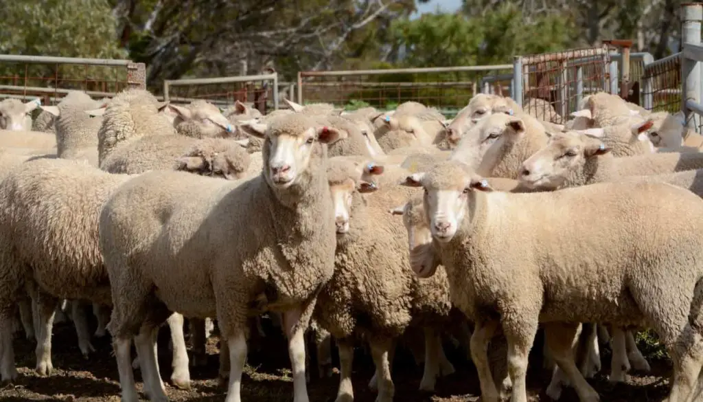 Merino Wool Creating Sheep - Is Merino Wool Itchy