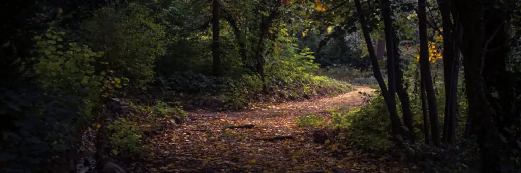 Trail through nice green woods - What Backpacking Teaches You