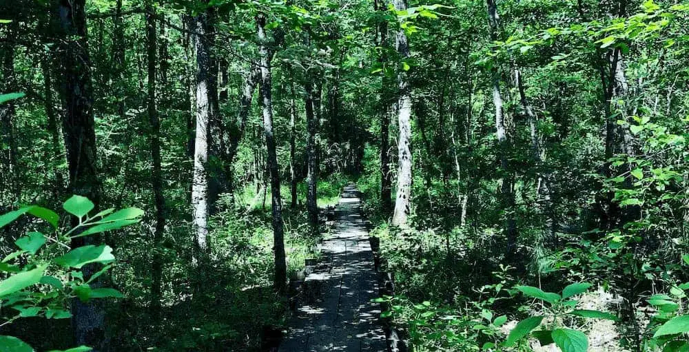 Enjoying a green tunnel on the LSHT - How Long Does it Take to Hike the Lone Star Trail