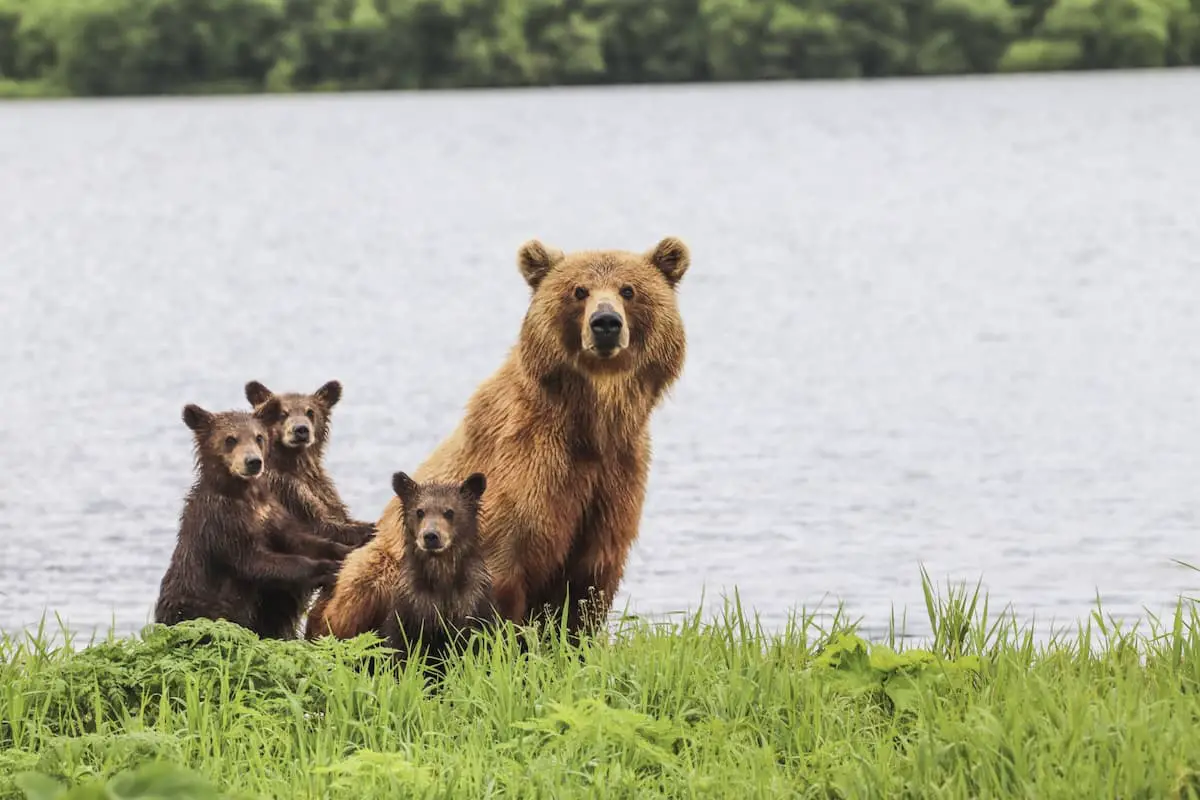 Photo is of a bear parent and 3 cubs in the grass near the water of what appears to be a large lake.